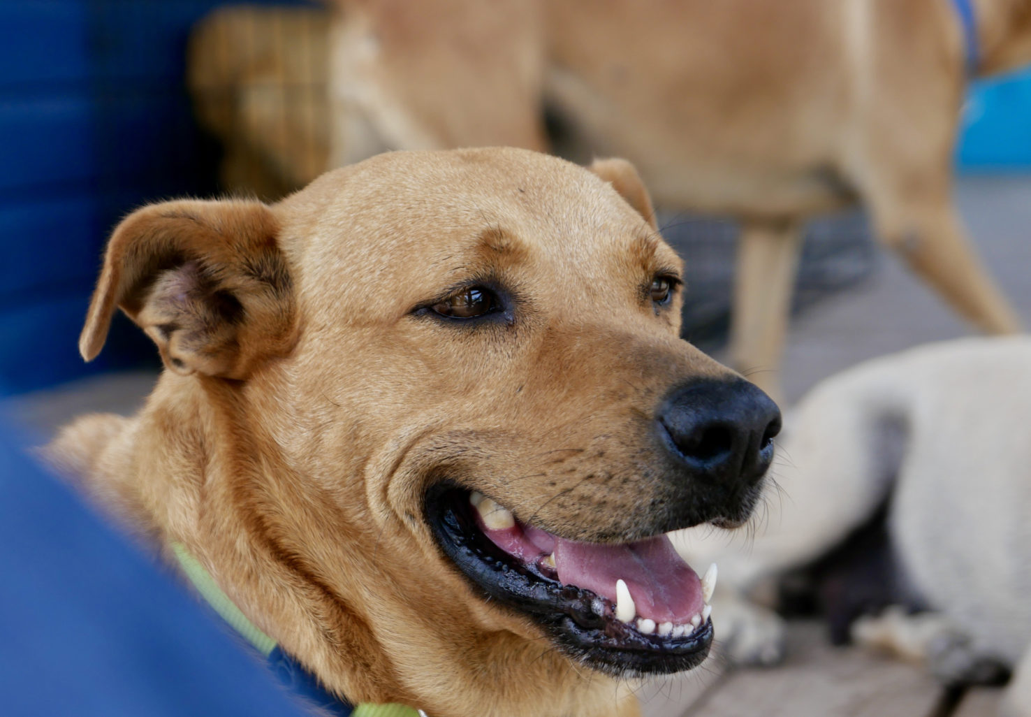 Happy dog laying on a beach