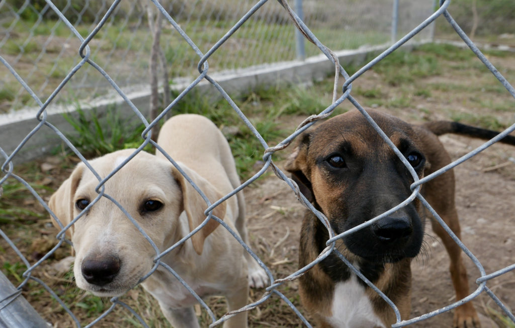 how do you know ringworm is healing in dogs