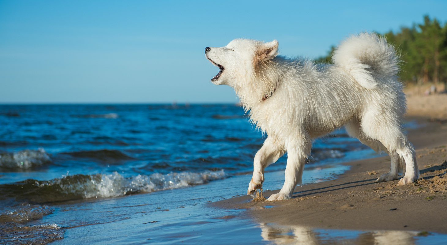 Dog for Adoption in Antigua