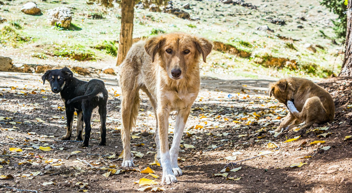 Dogs and Cats of Antigua Animal Foundation