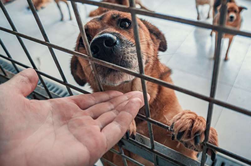 Dogs and Cats of Antigua Crowd Funding Campaign