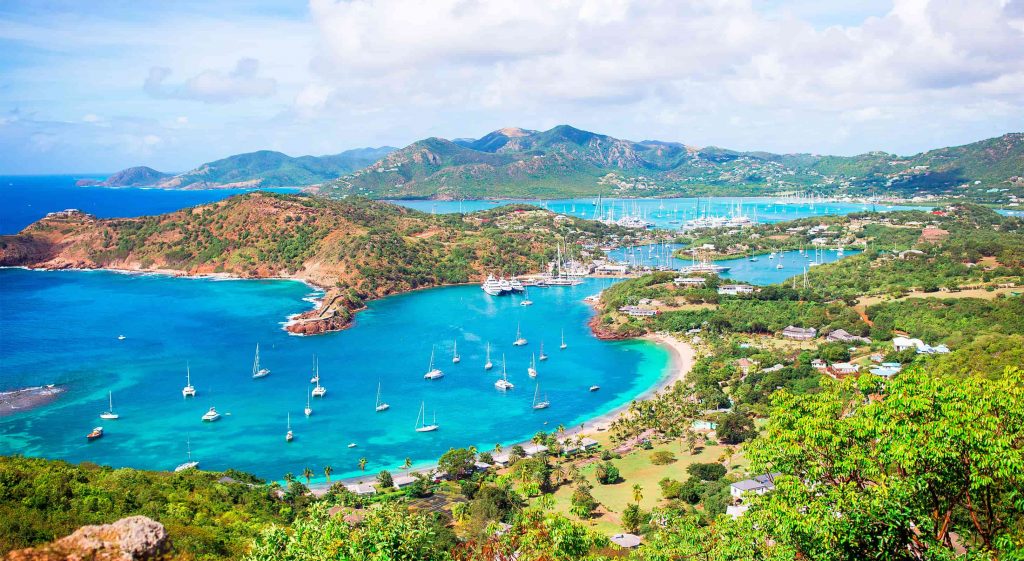 Dogs and Cats of Antigua Animal Foundation