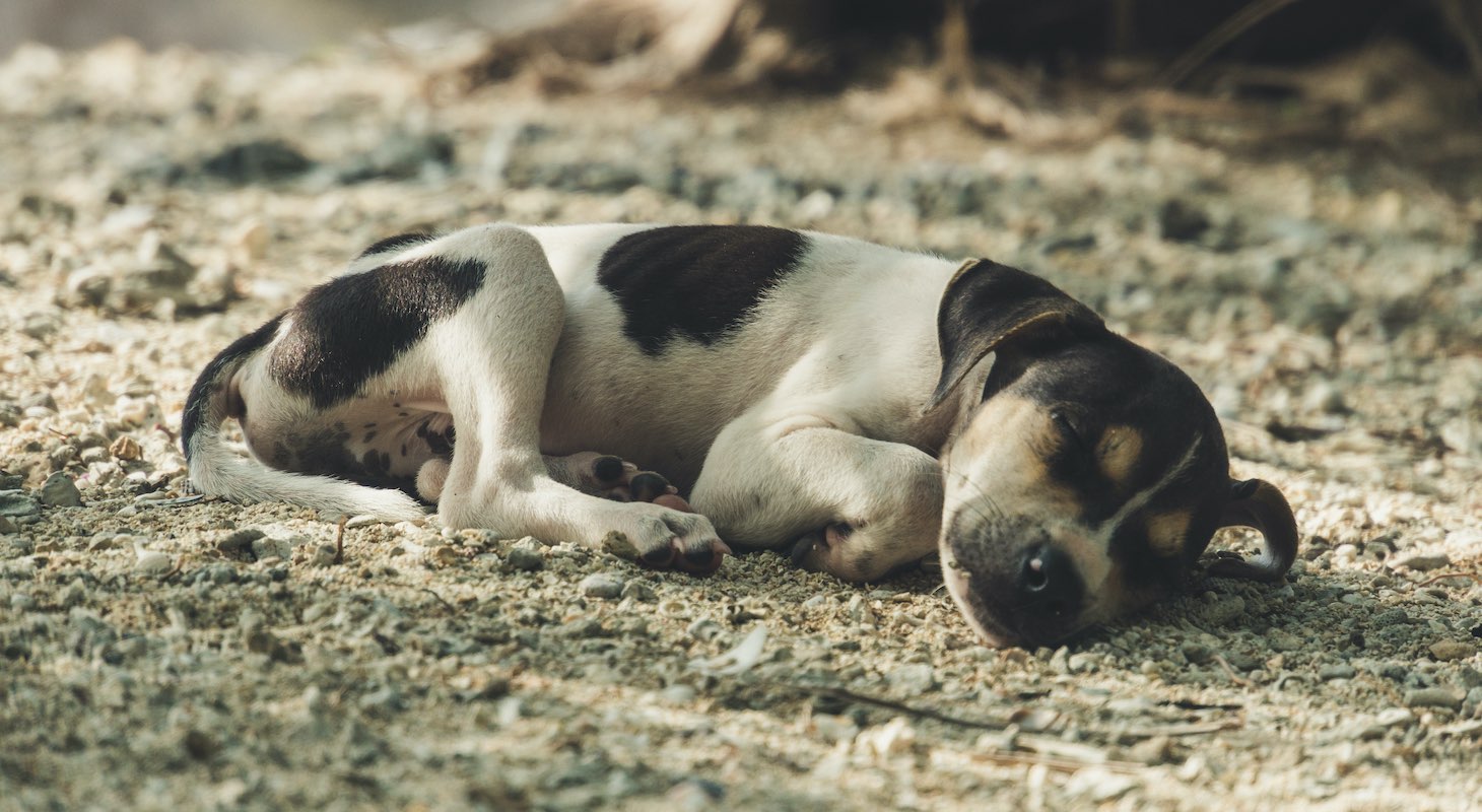 how can you tell if a dog is in distress