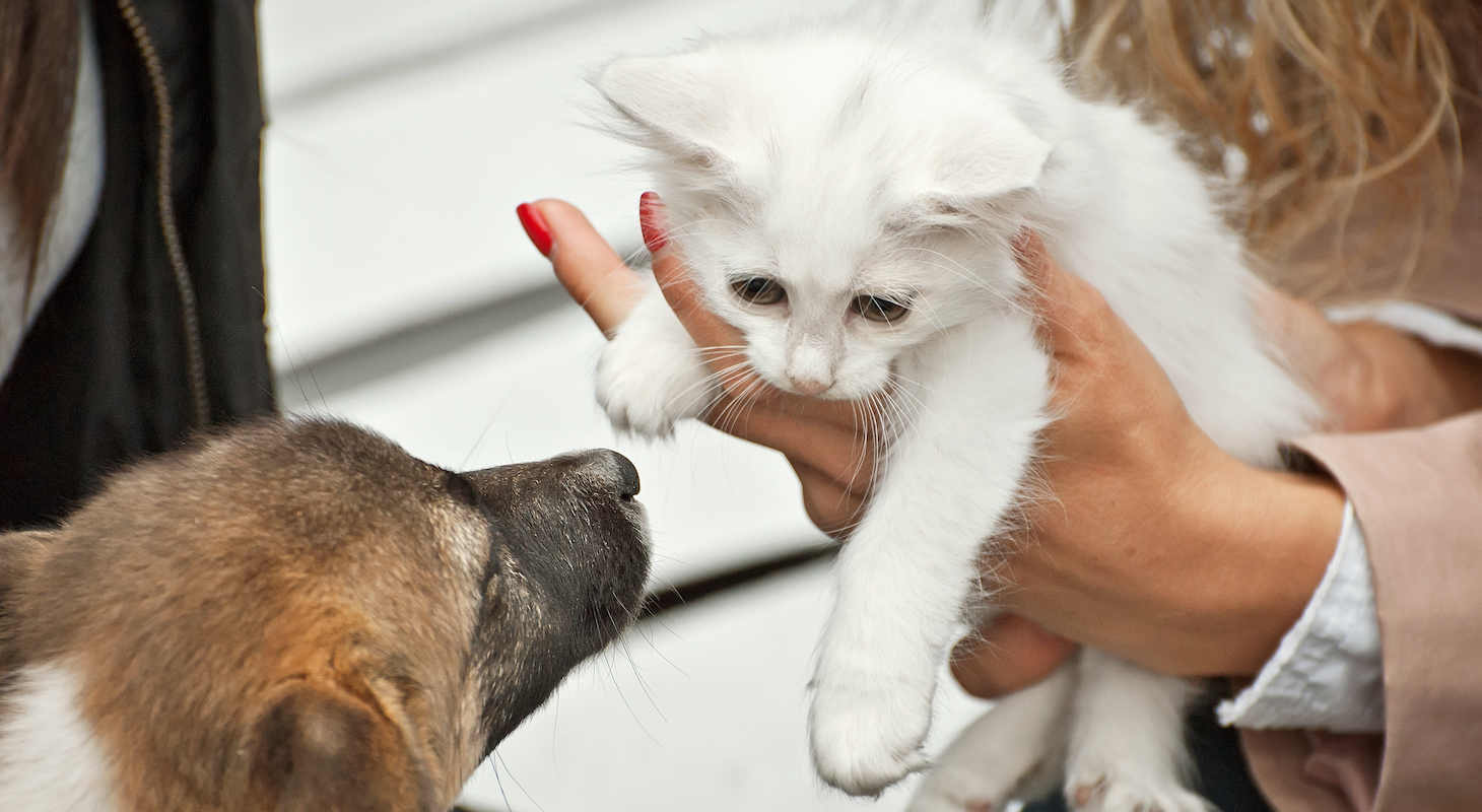 Dog & Cat Adoption Events in Antigua