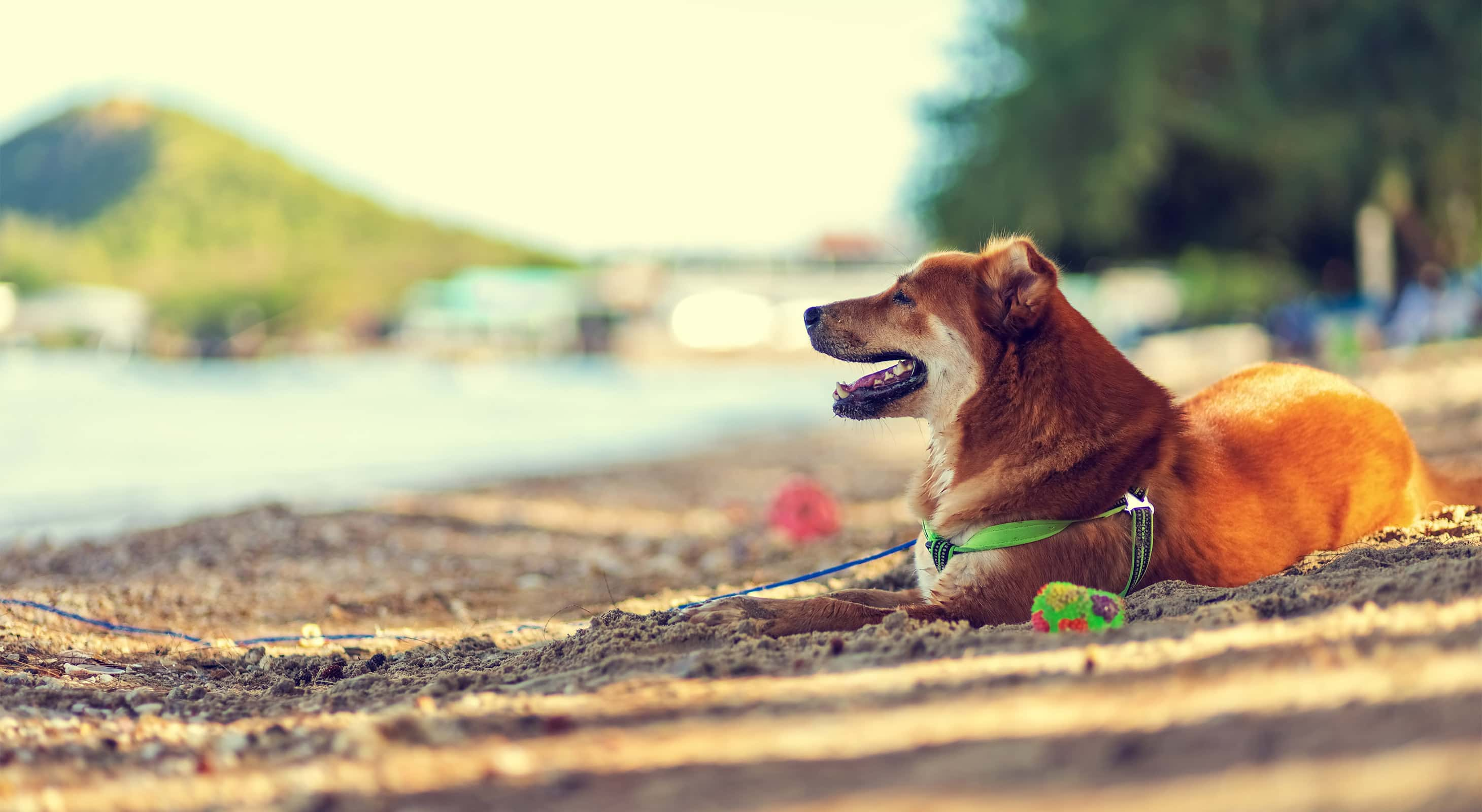 Happy dog laying on a beach