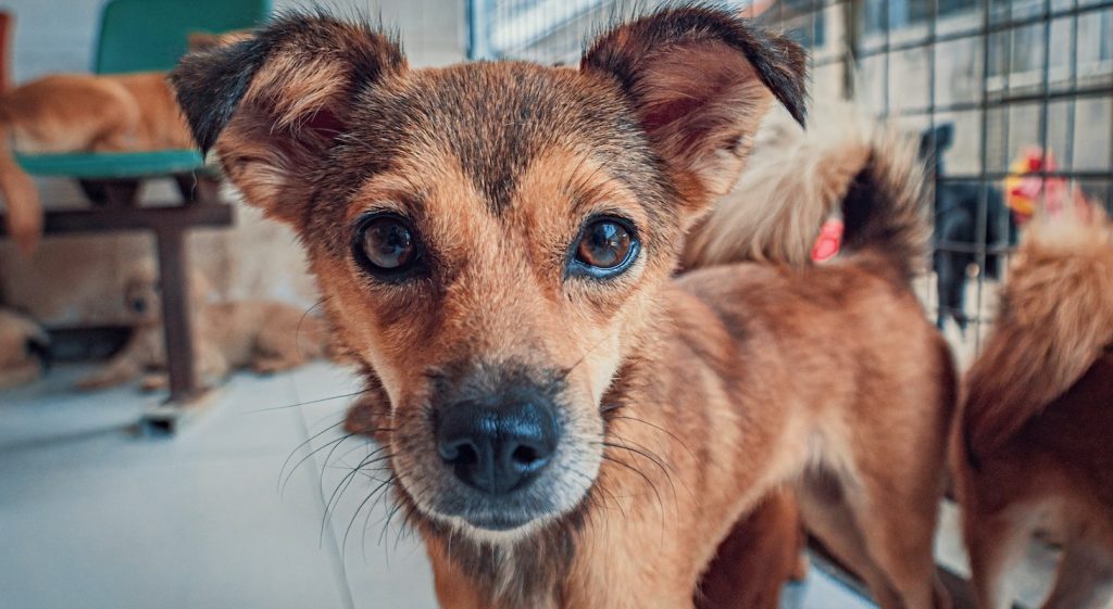 Current Projects Dogs and Cats of Antigua