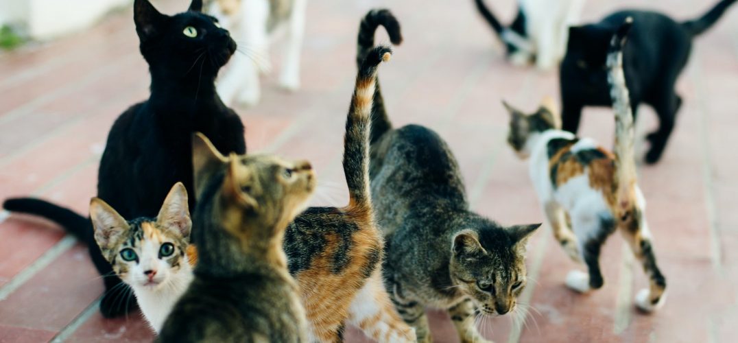 cats need a home in Antigua