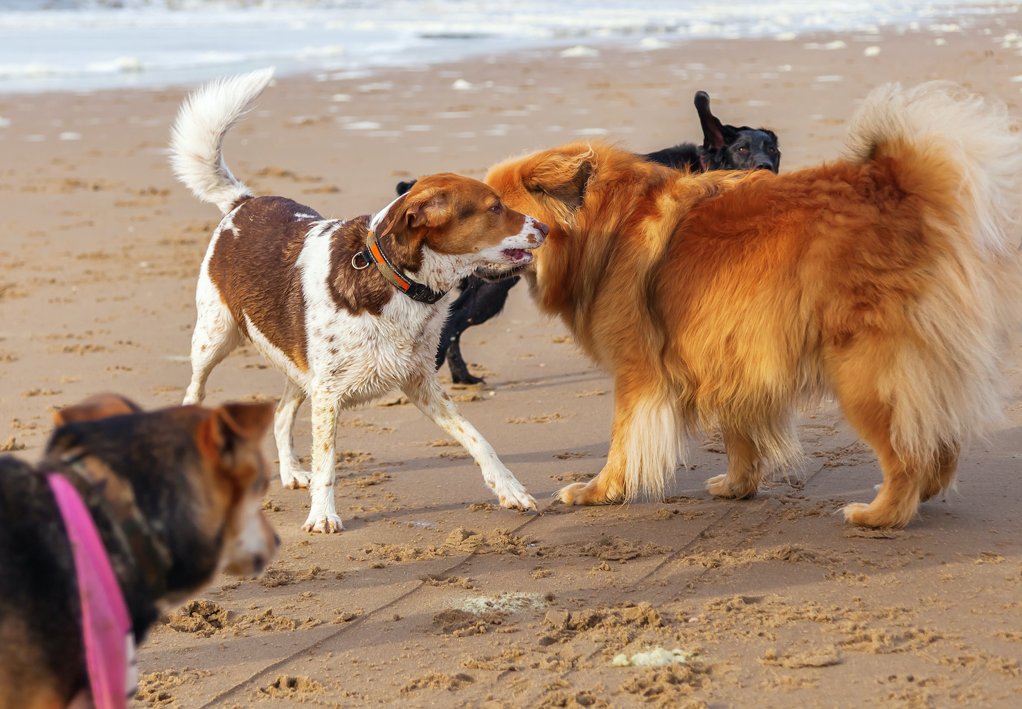 About Us Dogs and Cats of Antigua