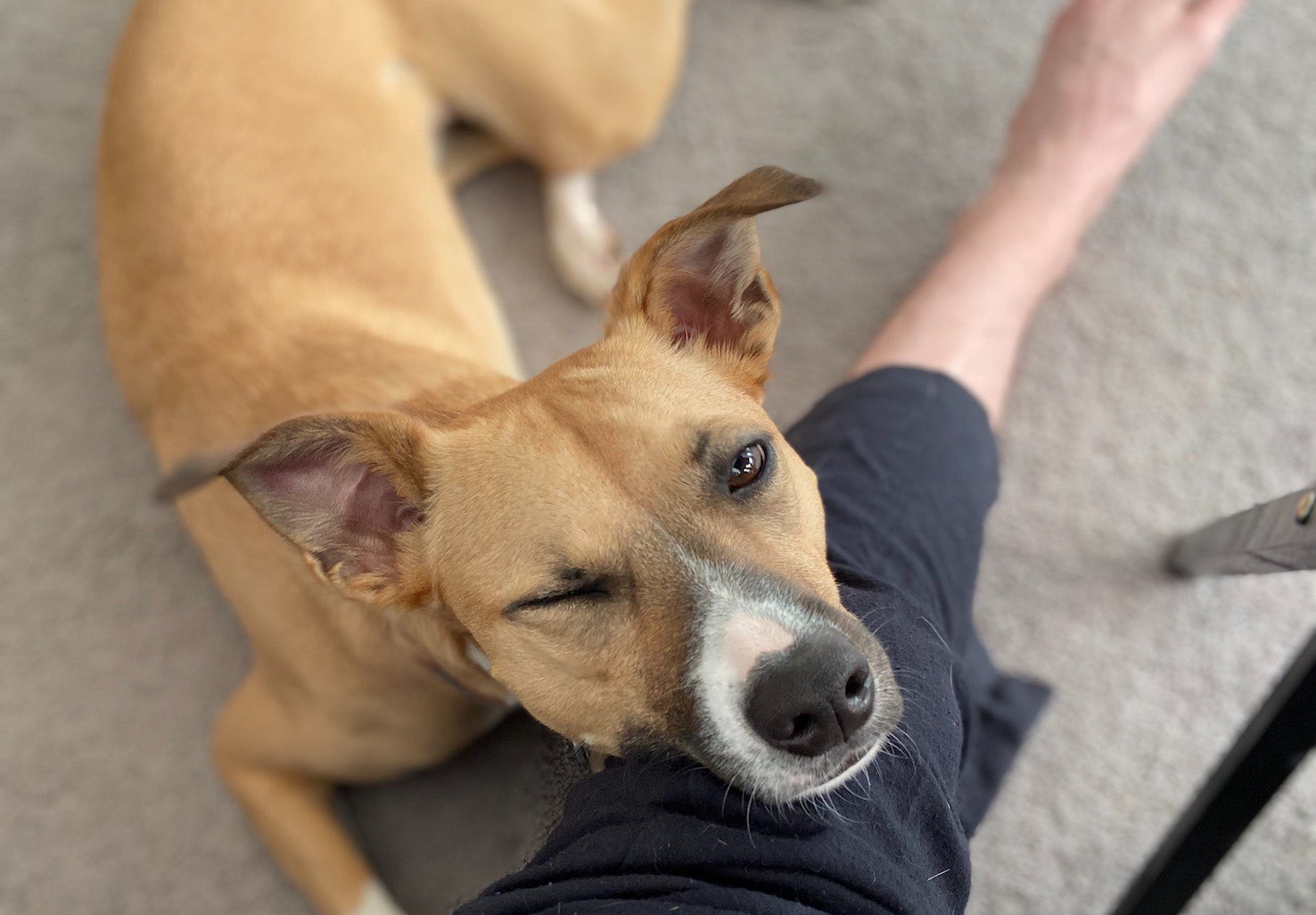 Caribbean Dog Adoption