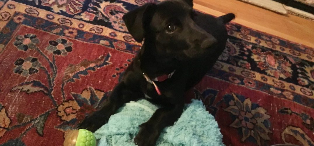Adopt a Dog from Antigua
