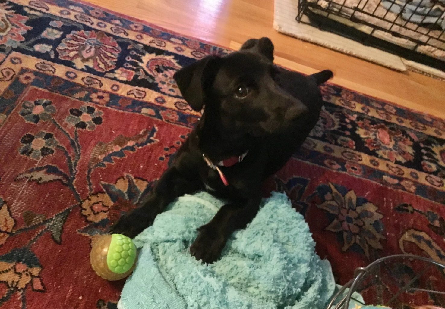 Adopt a Dog from Antigua